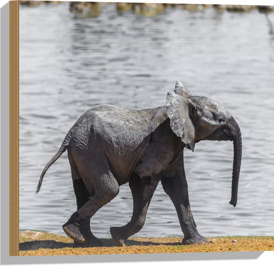 WallClassics - Hout - Grijze Olifant Wandelt langs het Water - 50x50 cm - 9 mm dik - Foto op Hout (Met Ophangsysteem)