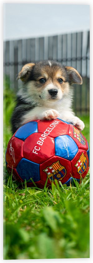 WallClassics - Acrylglas - Hondje Speelt met een Voetbal - 20x60 cm Foto op Acrylglas (Wanddecoratie op Acrylaat)