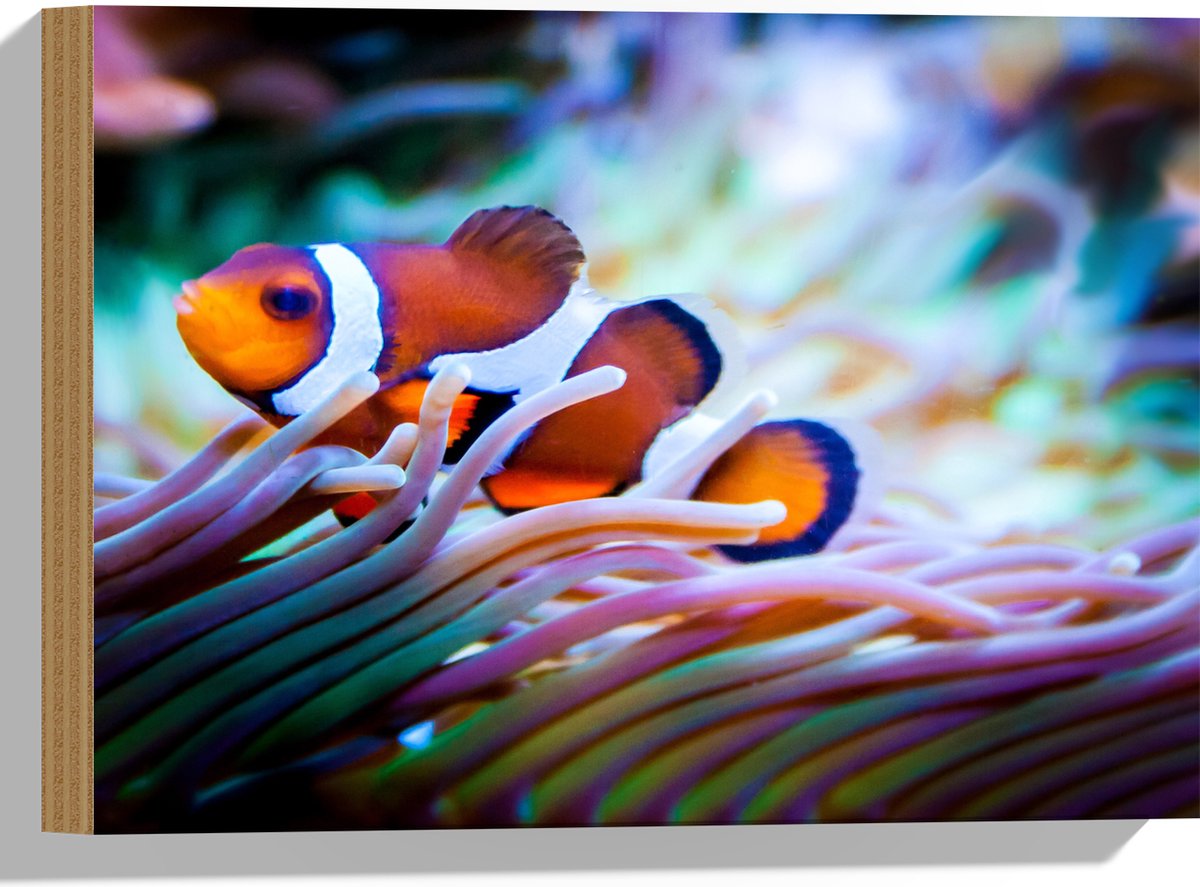 Hout - Clownvis in een Aquarium - 40x30 cm - 9 mm dik - Foto op Hout (Met Ophangsysteem)