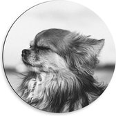 WallClassics - Dibond Muurcirkel - Hondje Geniet van het Weer Zwart - Wit - 50x50 cm Foto op Aluminium Muurcirkel (met ophangsysteem)