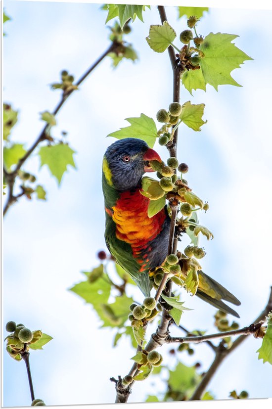 WallClassics - Plaque de Mousse PVC - Lori Vogel dans l'Arbre - 70x105 cm Photo sur Plaque de Mousse PVC (Avec Système d'accrochage)