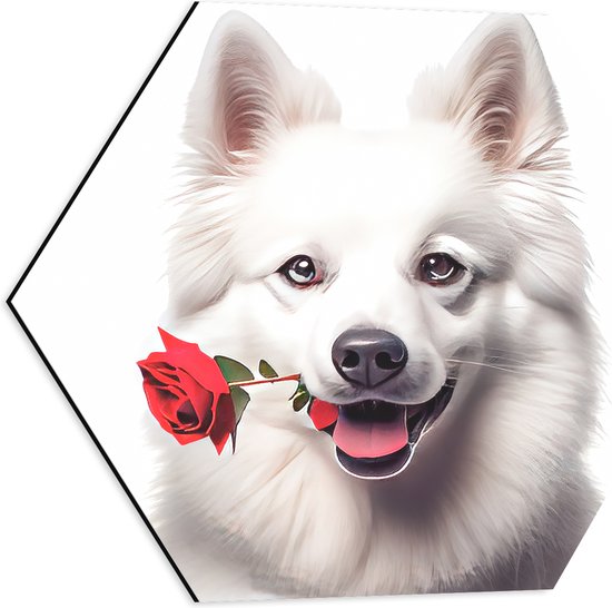 Dibond Hexagon - Tekening van Romantische Eskimo Hond met Roos tegen Witte Achtegrond - 50x43.5 cm Foto op Hexagon (Met Ophangsysteem)