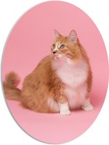 WallClassics - PVC Schuimplaat Ovaal - Oranje Kat met Witte Vlek op Roze Achtergrond - 51x68 cm Foto op Ovaal (Met Ophangsysteem)