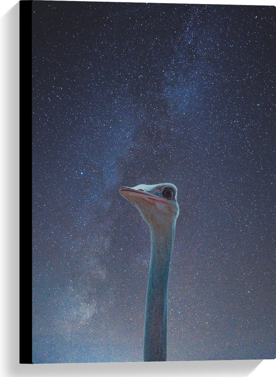 WallClassics - Canvas - Kop van een Struisvogel in Nacht - 40x60 cm Foto op Canvas Schilderij (Wanddecoratie op Canvas)