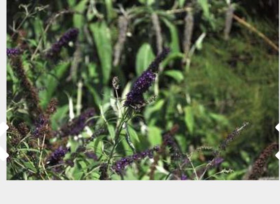 Buddleja davidii ' Black Knight' - Vlinderstruik 40 - 60 cm in pot