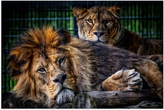 Poster Glanzend – Liggende Leeuw en Leeuwin - 90x60 cm Foto op Posterpapier met Glanzende Afwerking
