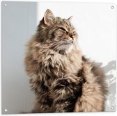 WallClassics - Tuinposter – Siberische Bruine kat - 80x80 cm Foto op Tuinposter (wanddecoratie voor buiten en binnen)