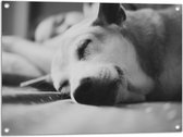 WallClassics - Tuinposter – Slapende Hond - Zwart Wit - 80x60 cm Foto op Tuinposter (wanddecoratie voor buiten en binnen)