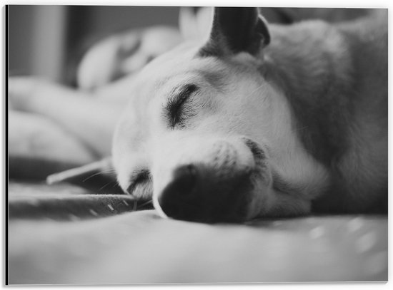 WallClassics - Dibond - Slapende Hond - Zwart Wit - 40x30 cm Foto op Aluminium (Met Ophangsysteem)