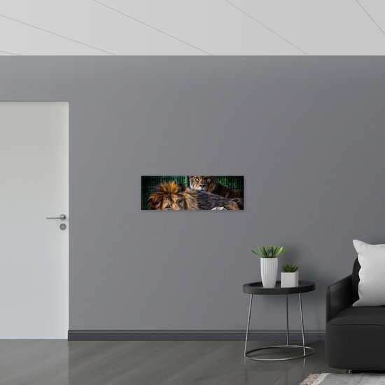 WallClassics - Verre Acrylique - Lion et Lionne Couchés - 90x30 cm Photo sur Verre Acrylique (avec système de suspension)