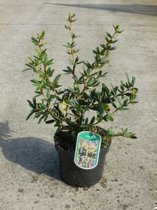 Berberis julianae - Zuurbes 30 - 40 cm in pot