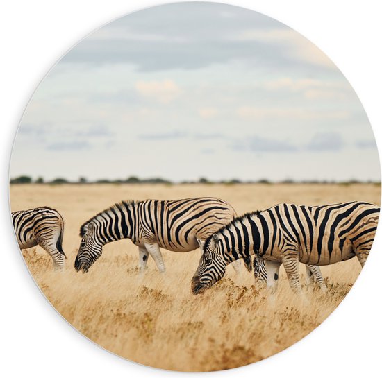PVC Schuimplaat Muurcirkel - Trio van Grazende Zebra's in Droog Afrikaans Landschap - 90x90 cm Foto op Muurcirkel (met ophangsysteem)