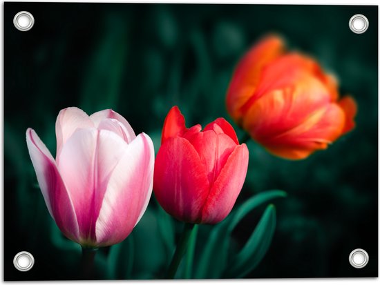 Tuinposter – Roze, Rode en Oranje Tulp - 40x30 cm Foto op Tuinposter (wanddecoratie voor buiten en binnen)