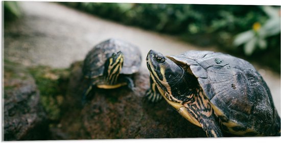 WallClassics - Verre Acrylique - Deux Tortues Vertes sur un Rocher - 100x50 cm Photo sur Verre Acrylique (Décoration murale sur Acrylique)