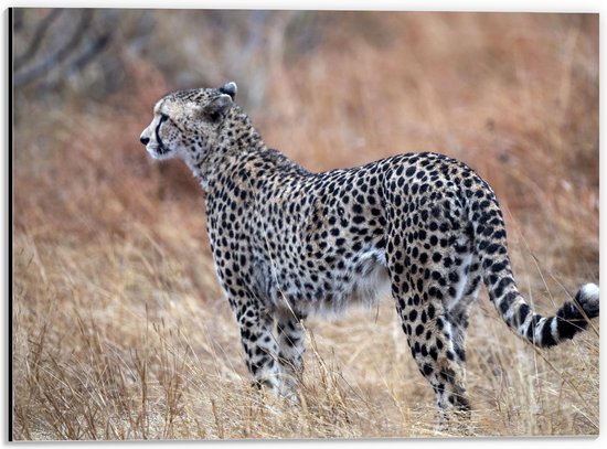 Dibond - Wegkijkende Cheetah in Afrikaans Landschap - 40x30 cm Foto op Aluminium (Wanddecoratie van metaal)