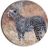Dibond Muurcirkel - Wegkijkende Cheetah in Afrikaans Landschap - 20x20 cm Foto op Aluminium Muurcirkel (met ophangsysteem)