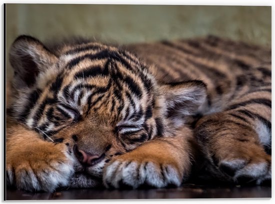 Dibond - Slapende Sumatraaanse Babytijger - 40x30 cm Foto op Aluminium (Met Ophangsysteem)