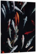 WallClassics - Plaque de Mousse PVC - Pêche Carpe Koi - 100x150 cm Photo sur Plaque de Mousse PVC