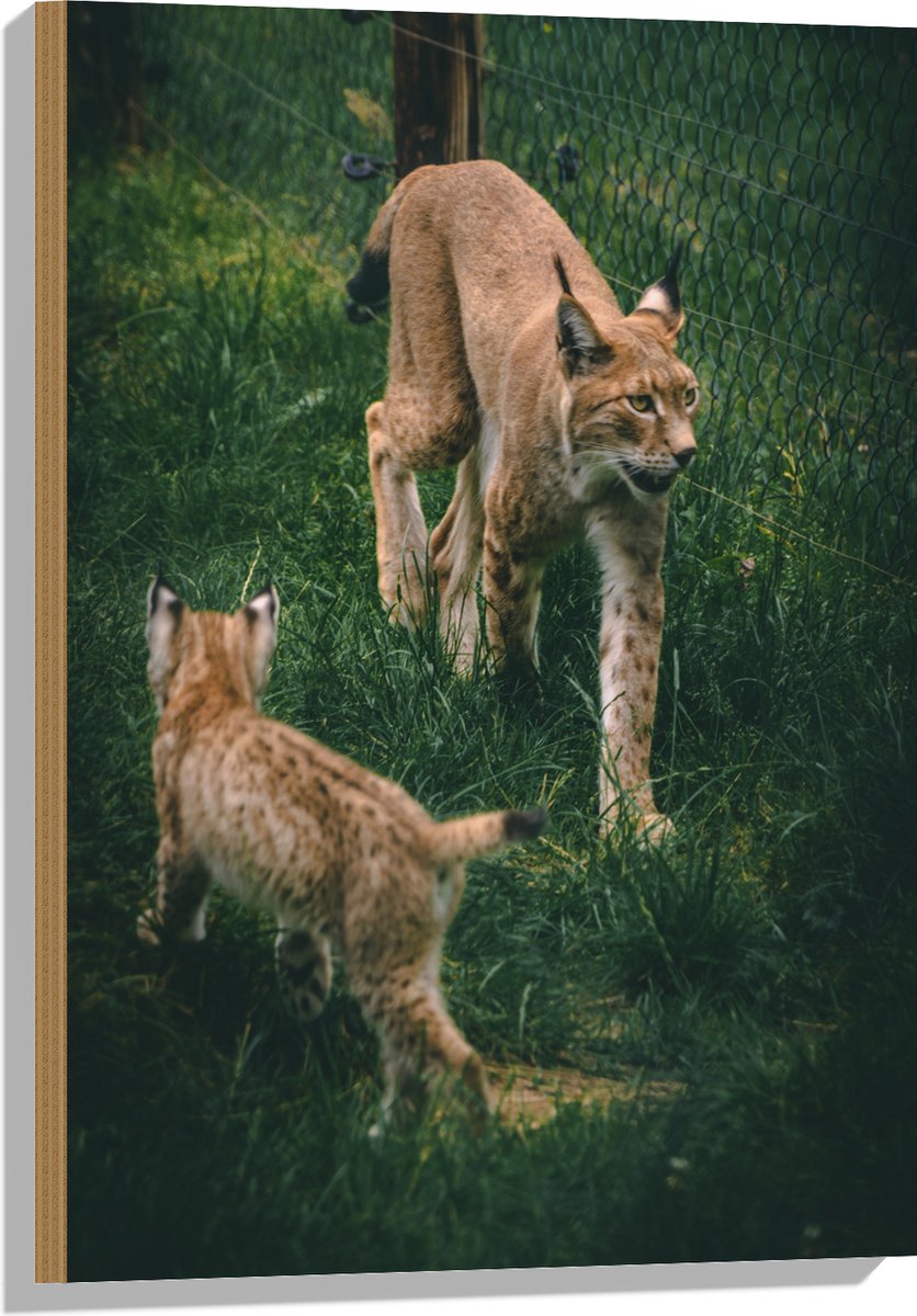 Hout - Baby Lynx met Moeder achter Hek - 50x75 cm - 9 mm dik - Foto op Hout (Met Ophangsysteem)