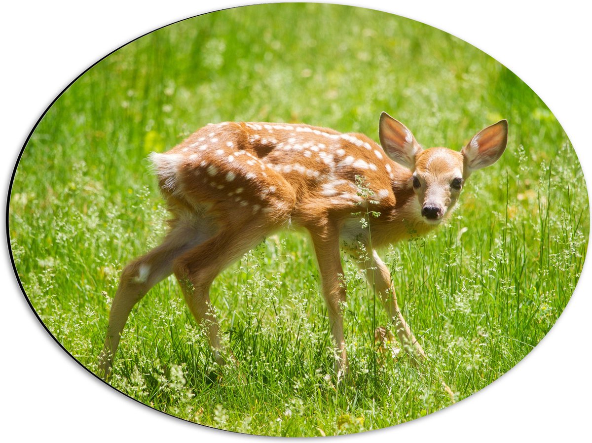 Dibond Ovaal - Baby Hertje in het Gras - Witstaarthert - 56x42 cm Foto op Ovaal (Met Ophangsysteem)