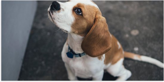 WallClassics - Poster Glossy - Chien Beagle Assis sur le Terre - 100x50 cm Photo sur Papier Poster avec Finition Brillante