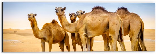 Dibond - Wilde Kamelen in de Woestijn - 60x20 cm Foto op Aluminium (Met Ophangsysteem)