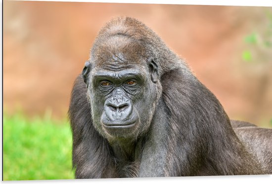 Dibond - Westelijke Laagland Gorilla van Dichtbij - 105x70 cm Foto op Aluminium (Met Ophangsysteem)