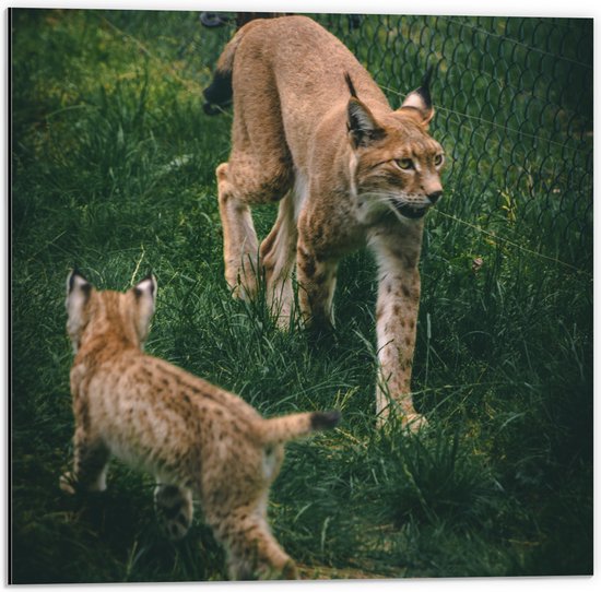 WallClassics - Dibond - Baby Lynx met Moeder achter Hek - 50x50 cm Foto op Aluminium (Met Ophangsysteem)
