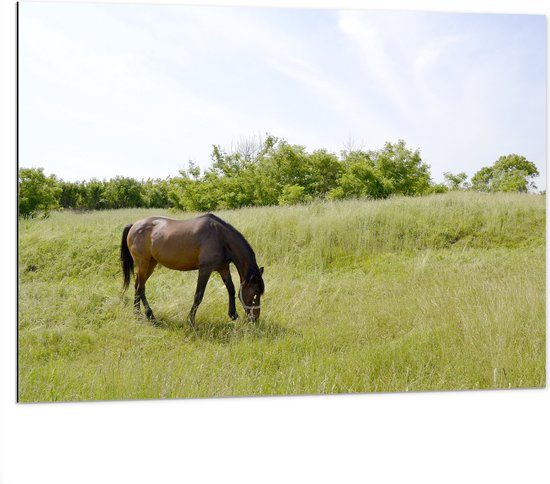 Dibond - Wild Bruin Paard in de Wei - 100x75 cm Foto op Aluminium (Met Ophangsysteem)