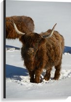 Canvas - Schotse Hooglander Koe in de Sneeuw - 60x90 cm Foto op Canvas Schilderij (Wanddecoratie op Canvas)