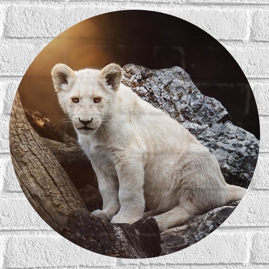 Muursticker Cirkel - Zuid-Afrikaans Leeuwen Welpje op een Rots - 50x50 cm Foto op Muursticker