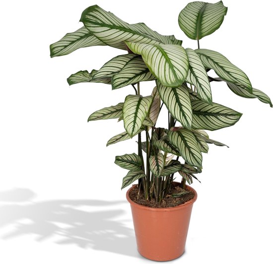 Calathea kopen