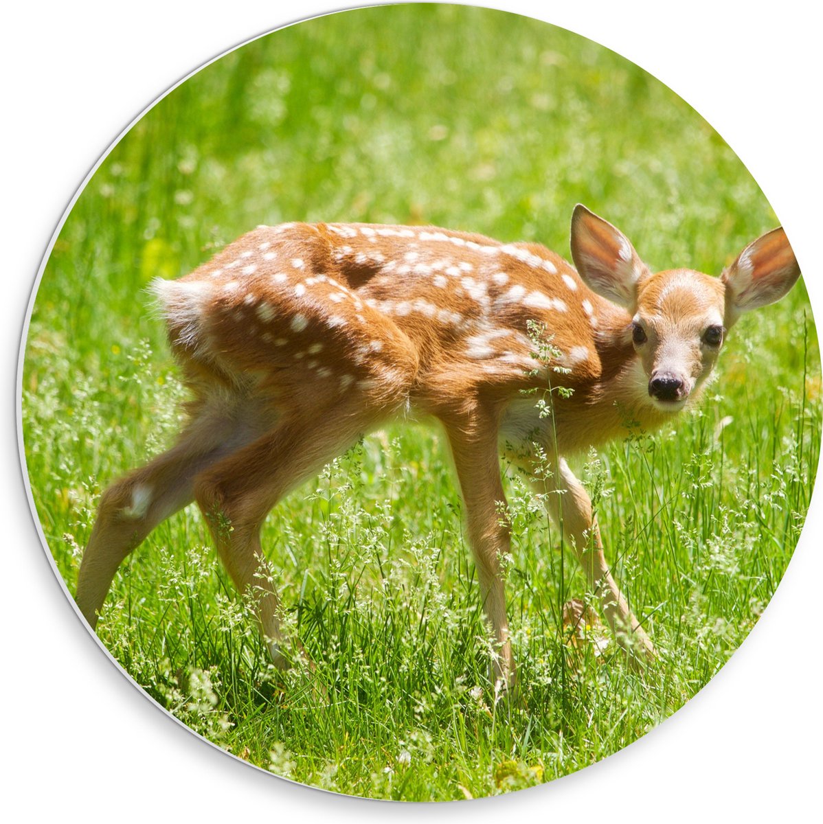 PVC Schuimplaat Muurcirkel - Baby Hertje in het Gras - Witstaarthert - 30x30 cm Foto op Muurcirkel (met ophangsysteem)