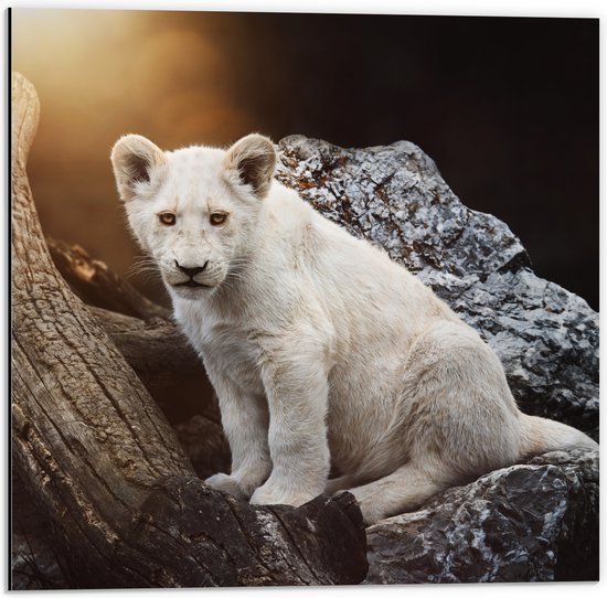 Dibond - Zuid-Afrikaans Leeuwen Welpje op een Rots - 50x50 cm Foto op Aluminium (Wanddecoratie van metaal)