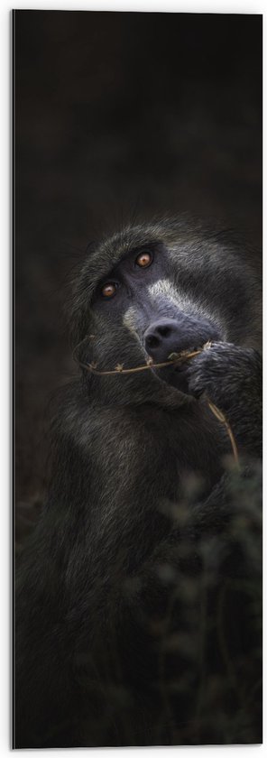 Dibond - Etende Mandril Aap - 30x90 cm Foto op Aluminium (Wanddecoratie van metaal)