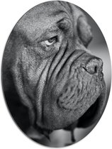 WallClassics - Dibond Ovaal - Kwijlende Hond (Zwart- wit) - 60x80 cm Foto op Ovaal (Met Ophangsysteem)
