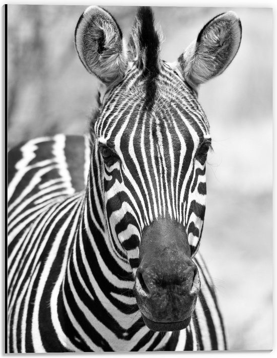 WallClassics - Dibond - Kop van Prachtige Zebra (Zwart- wit) - 30x40 cm Foto op Aluminium (Wanddecoratie van metaal)