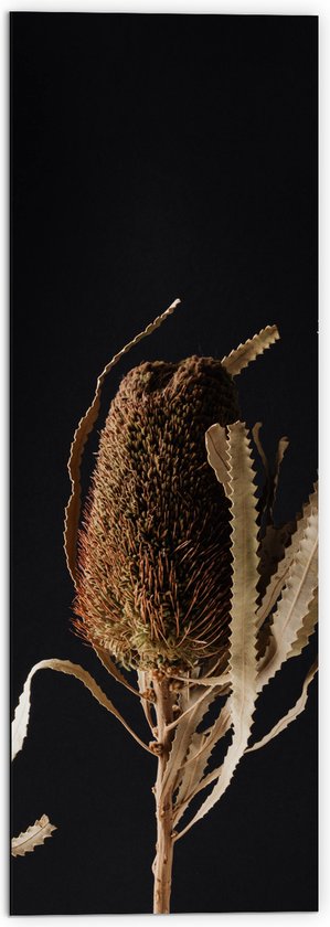 Dibond - Banksia Menziesii Plant tegen Zwarte Achtergrond - 50x150 cm Foto op Aluminium (Wanddecoratie van metaal)