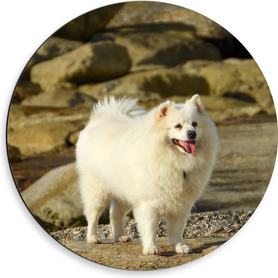 WallClassics - Dibond Muurcirkel - Blije Amerikaanse Eskimo Hond tussen Rotsen - 50x50 cm Foto op Aluminium Muurcirkel (met ophangsysteem)