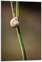 WallClassics - Panneau en mousse PVC - Escargot marron sur branche verte étroite - 60x90 cm Photo sur panneau en mousse PVC (avec système de suspension)