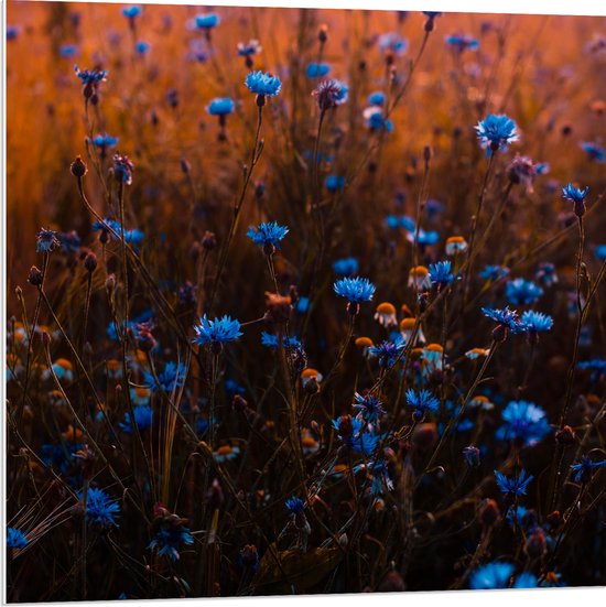 PVC Schuimplaat- Blauw Bloemenveld onder Oranje Kleurige Lucht - 80x80 cm Foto op PVC Schuimplaat