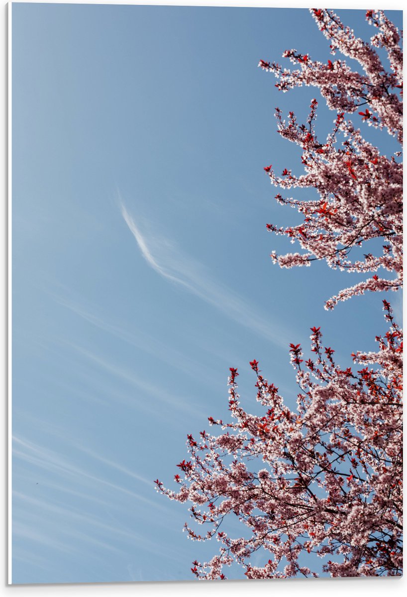 PVC Schuimplaat- Bloesemboom onder Blauwe Lucht met Lichte Sluierbewolking - 40x60 cm Foto op PVC Schuimplaat