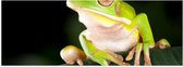 Poster Glanzend – Gifgroene Kikker met Grote Ogen op Donkergroen Blad - 90x30 cm Foto op Posterpapier met Glanzende Afwerking