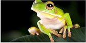 Poster Glanzend – Gifgroene Kikker met Grote Ogen op Donkergroen Blad - 100x50 cm Foto op Posterpapier met Glanzende Afwerking