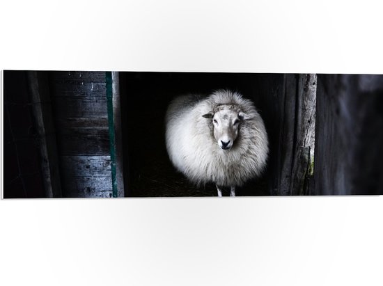 WallClassics - PVC Schuimplaat - Wit Schaap in de Stal - 90x30 cm Foto op PVC Schuimplaat (Met Ophangsysteem)