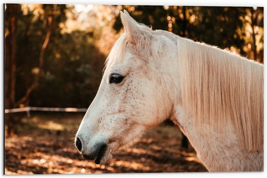 WallClassics - Dibond - Zijkant van Wit Paard - 60x40 cm Foto op Aluminium (Met Ophangsysteem)