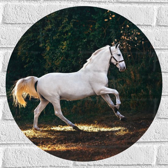 WallClassics - Muursticker Cirkel - Wit Rennend Paard in het Bos - 50x50 cm Foto op Muursticker