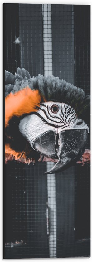 WallClassics - Dibond - Zwart met Oranje Papegaai op een Tak in een Kooi - 20x60 cm Foto op Aluminium (Met Ophangsysteem)