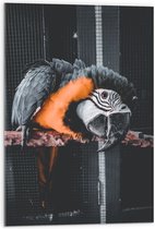WallClassics - Verre acrylique - Perroquet Zwart et Oranje sur une branche en cage - Photo 50 x 75 cm sur verre acrylique (avec système de suspension)