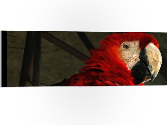 WallClassics - PVC Schuimplaat - Tropische Vogel - Papegaai - 90x30 cm Foto op PVC Schuimplaat (Met Ophangsysteem)